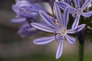 Agapanthus