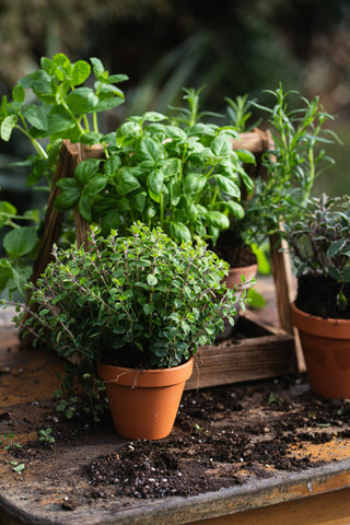 AROMATICHE, OFFICINALI E ORTICOLE