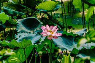 Acquatiche e Palustri