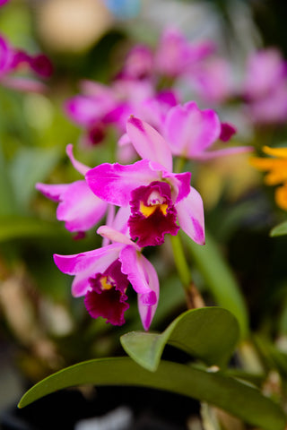 ORCHIDEE
