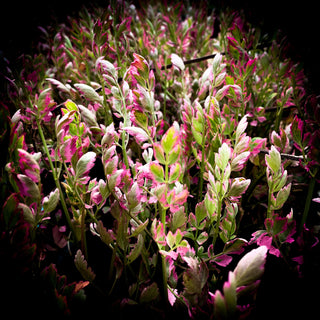 Oenanthe javanica Flamingo
