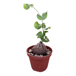 Testudinaria elephantipes