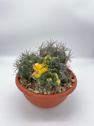 Gymnocalycium saglionis variegato