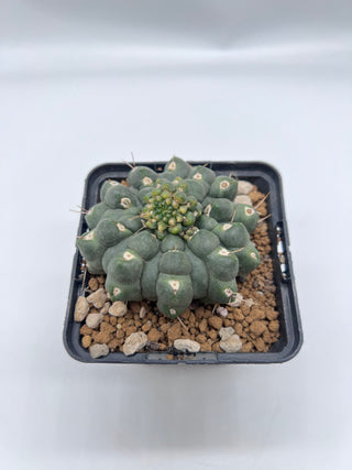 Gymnocalycium gibbosum mostruoso