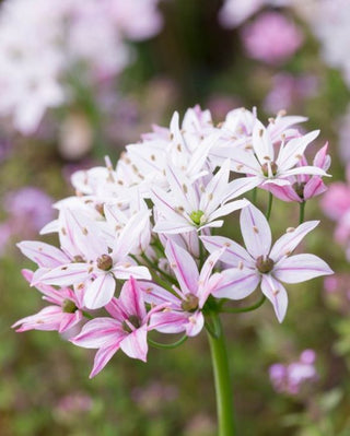 Allium Cameleon