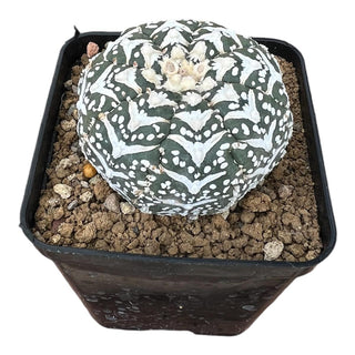 Astrophytum superkabuto V-type selected