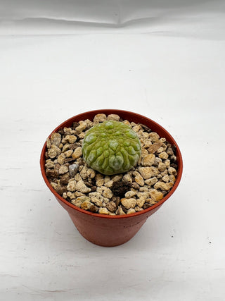 Pseudolithos migiurtinus