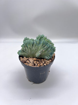 Myrtillocactus geometrizans strictus