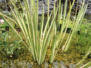 ACORUS CALAMUS VARIEGATUS