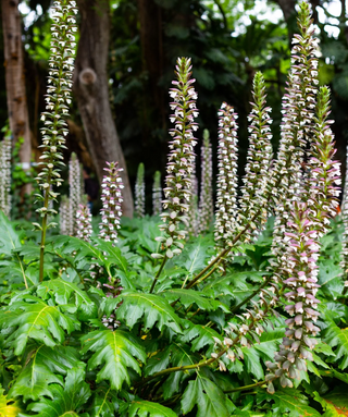 Acanthus Mollis
