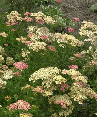 Achillea Millefolium Lachsschönheit
