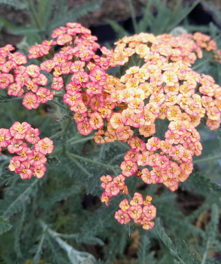 Achillea Millefolium Tricolor