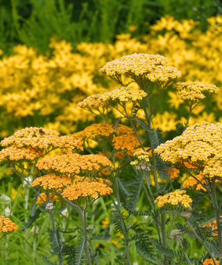 Achillea Terracotta