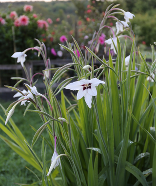 Acidanthera Muriellae Syn Gladiolus Callianthus