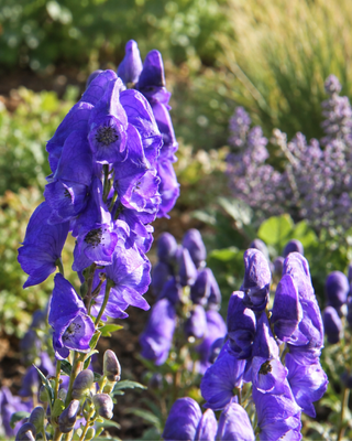 ACONITUM CARMICHAELII "ARENDSII"