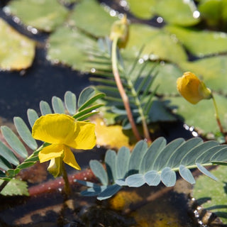 Aeschynomene fluitans mimosa d’acqua
