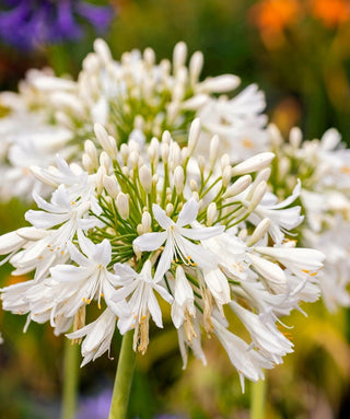 Agapanthus Albus