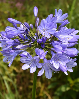 AGAPANTHUS CAULESCENS ANGUSTIFOLIUS