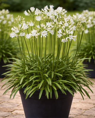 AGAPANTHUS L'AMOUR D'ETÈ BLANC VASO GRANDE