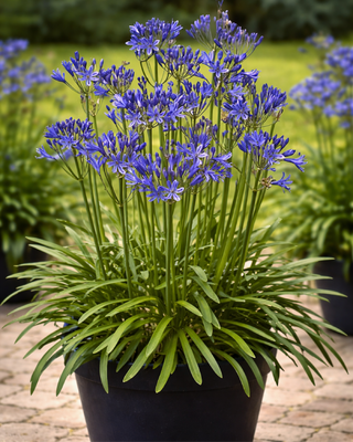AGAPANTHUS L'AMOUR D'ETÈ BLEU VASO GRANDE