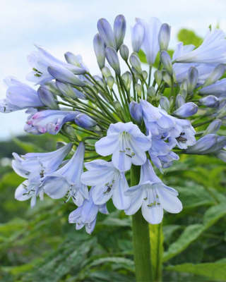 AGAPANTHUS SILBERPFEIL