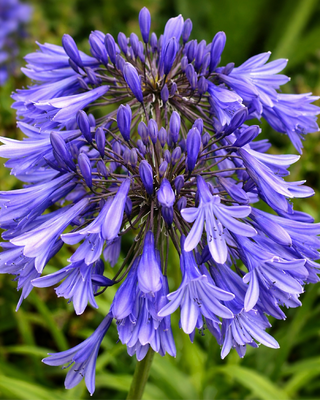 AGAPANTHUS STAR DUST