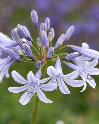 AGAPANTHUS WEMBWORTY