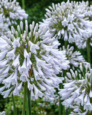 AGAPANTHUS WINDSOR GREY