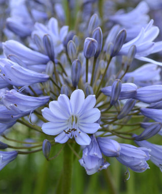 Agapanthus Aberdeen