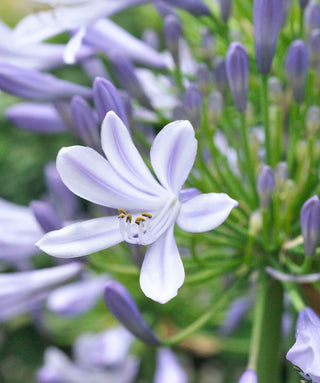 Agapanthus African Moon