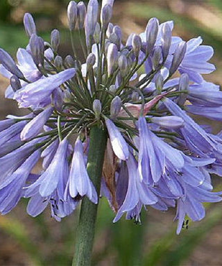 Agapanthus Angela