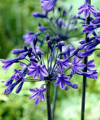 Agapanthus Back in Black