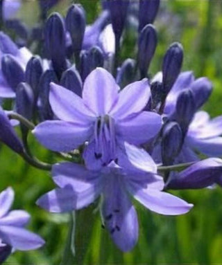 Agapanthus Ben Hope