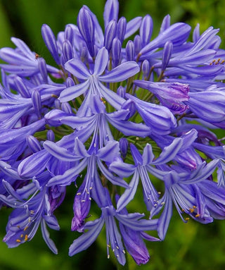 Agapanthus Bennebrock
