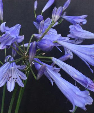 Agapanthus Blue Dot