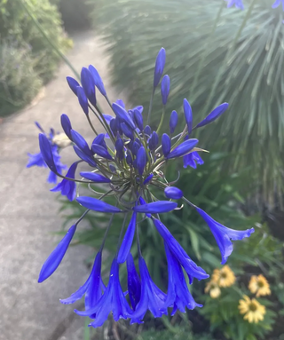 Agapanthus Blue Velvet
