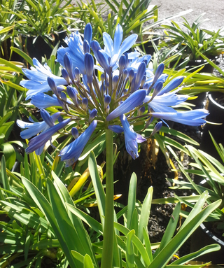 Agapanthus Bluety
