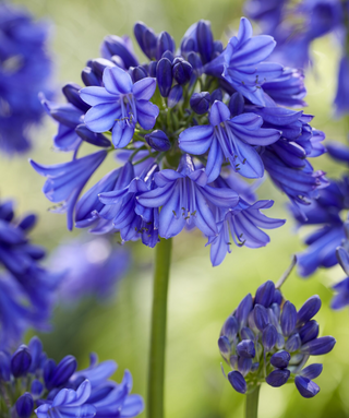 Agapanthus Bressingham Bounty