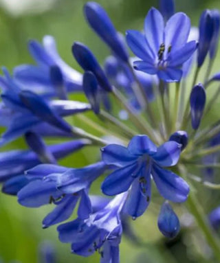 Agapanthus Brilliant Blue