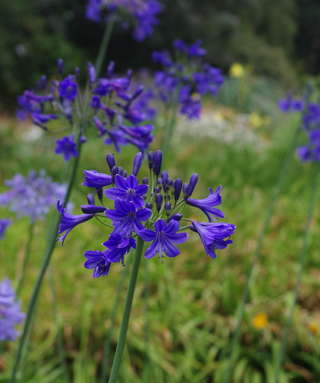 Agapanthus Buckingham Palace