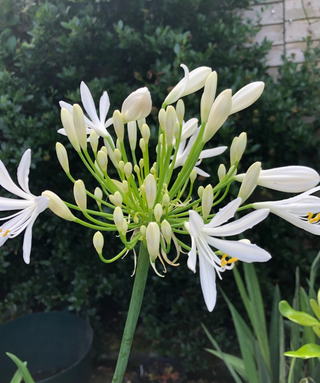 Agapanthus Cambridge