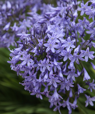 Agapanthus Castle of May