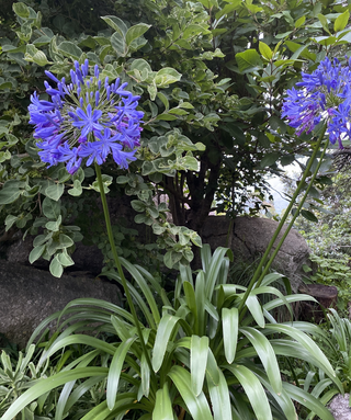 Agapanthus Caulescens
