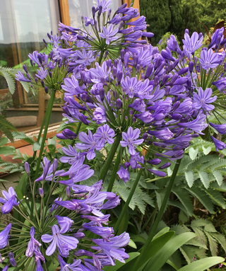 Agapanthus Cedric Morris