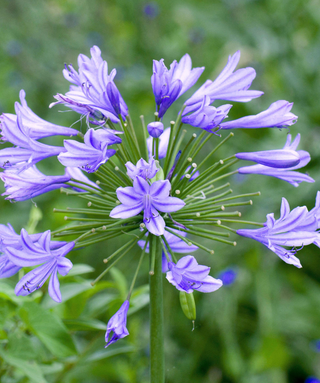 Agapanthus Charlotte
