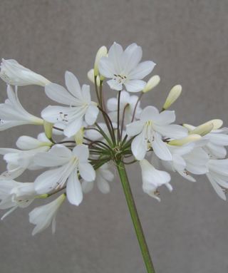 Agapanthus Clarence House