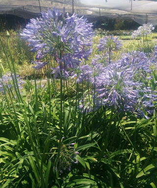 Agapanthus Comptonii