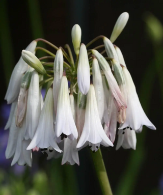 Agapanthus Cristal Drops