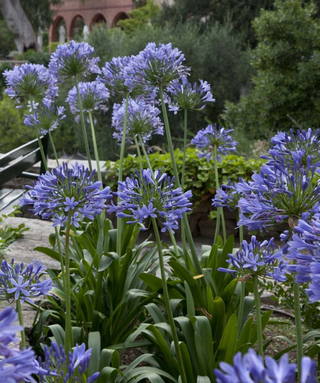 Agapanthus Daniel Blu