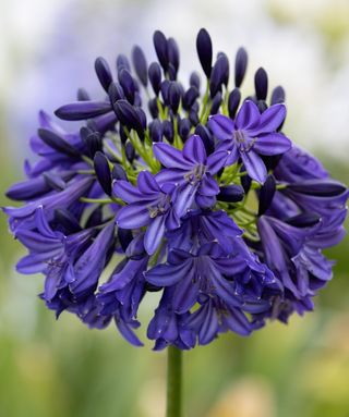 Agapanthus Debbie